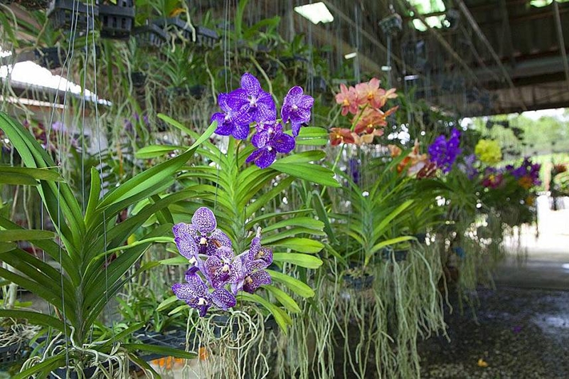 Siripron Orchid Pattaya